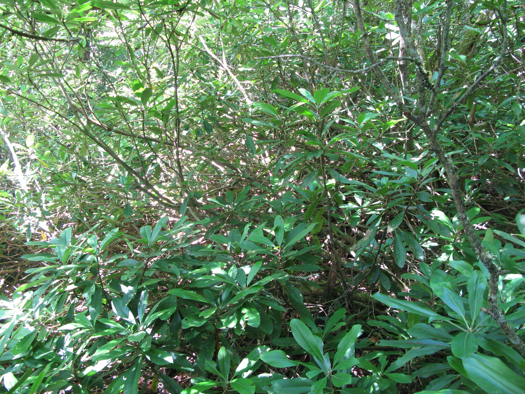 GRSM Accuracy Assessment. Plot Code: GRSM_AA_0119_2