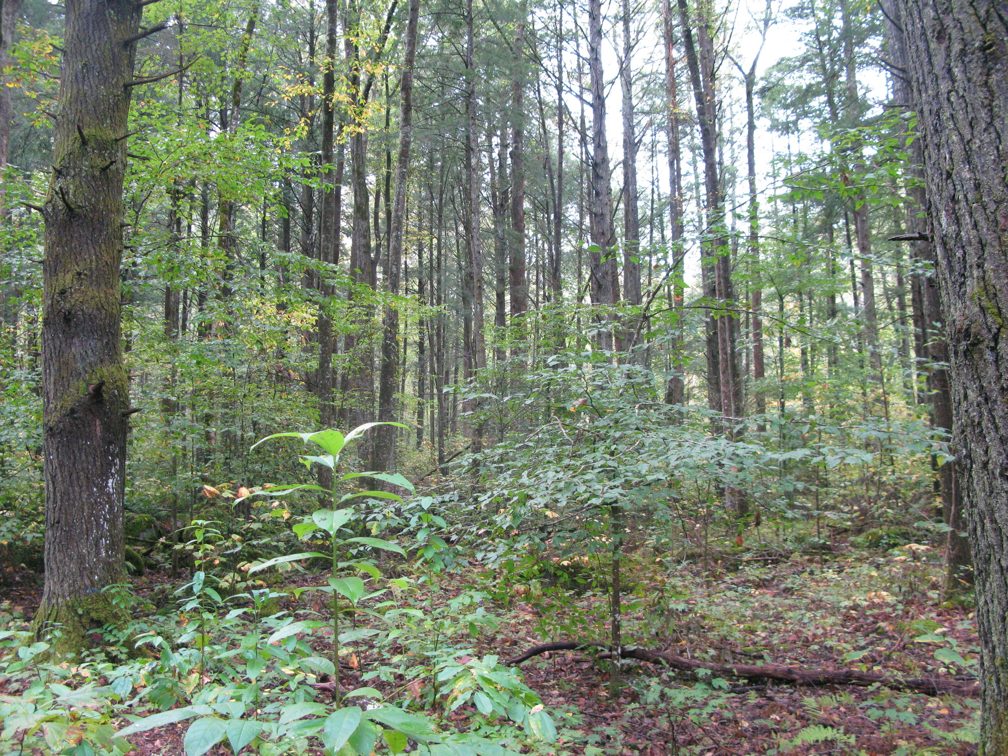 GRSM Accuracy Assessment. Plot Code: GRSM_AA_0243_6