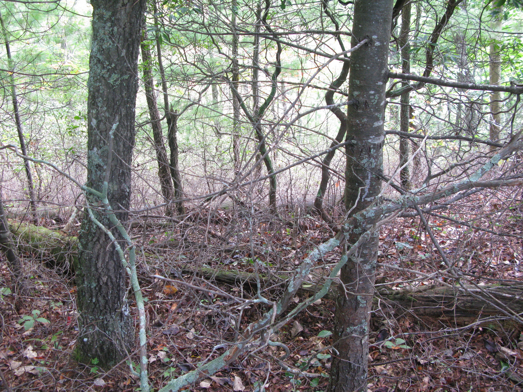 GRSM Accuracy Assessment. Plot Code: GRSM_AA_0609_3