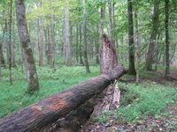 GRSM Accuracy Assessment. Plot Code: GRSM_AA_0350_2