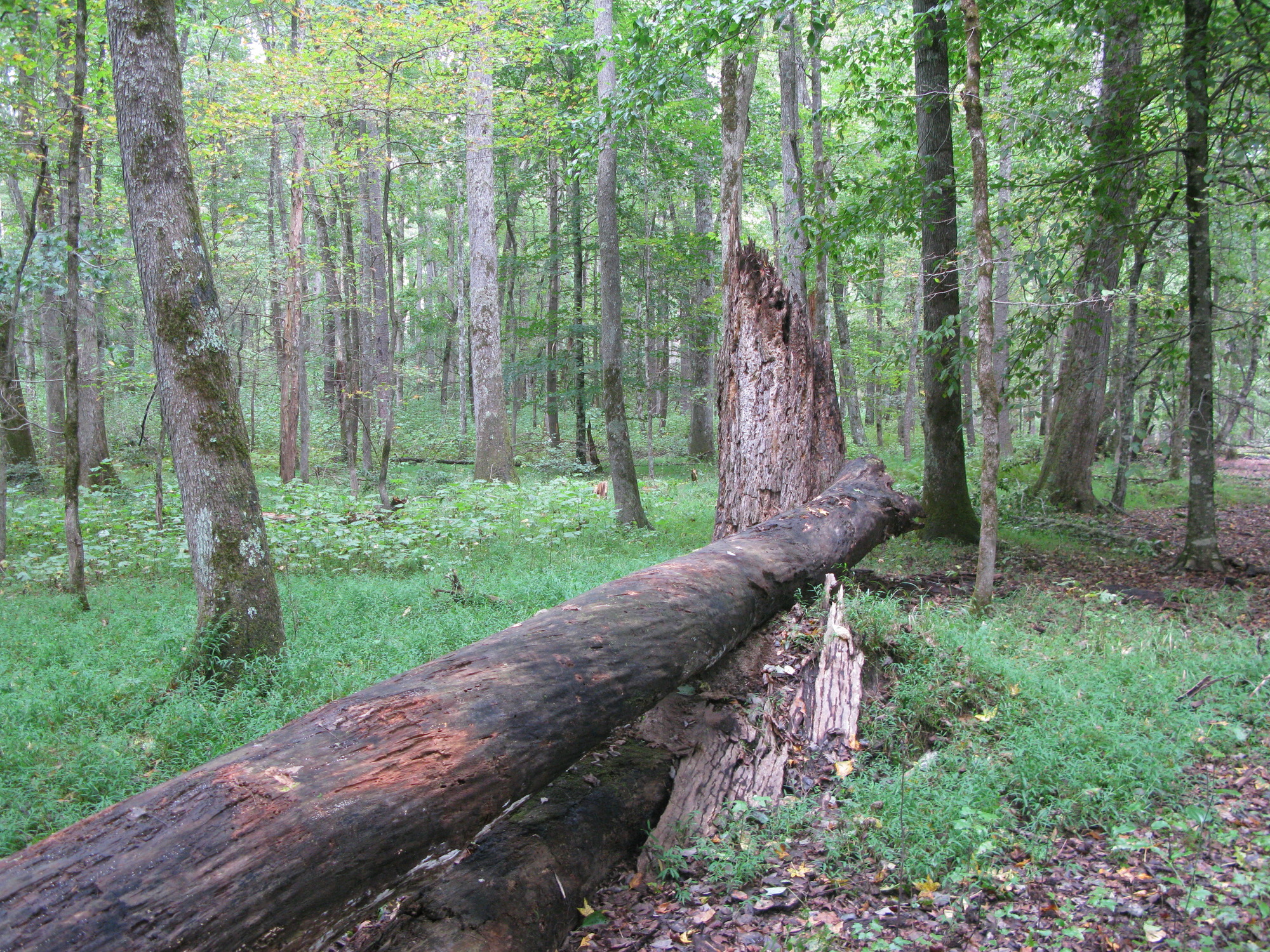 GRSM Accuracy Assessment. Plot Code: GRSM_AA_0350_2