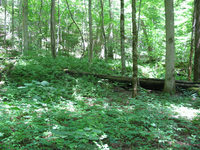 GRSM Accuracy Assessment. Plot Code: GRSM_AA_0293_2