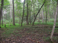 GRSM Accuracy Assessment. Plot Code: GRSM_AA_0594_2