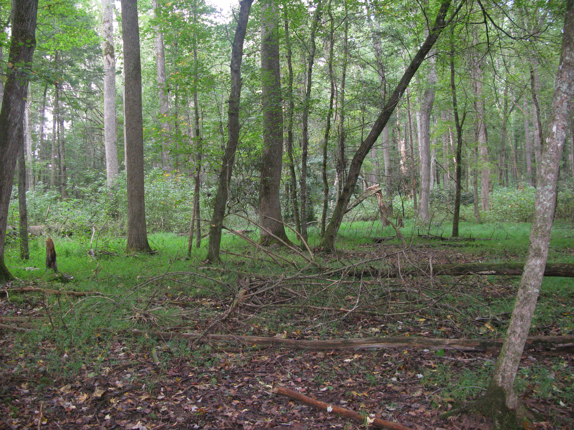 GRSM Accuracy Assessment. Plot Code: GRSM_AA_0594_2