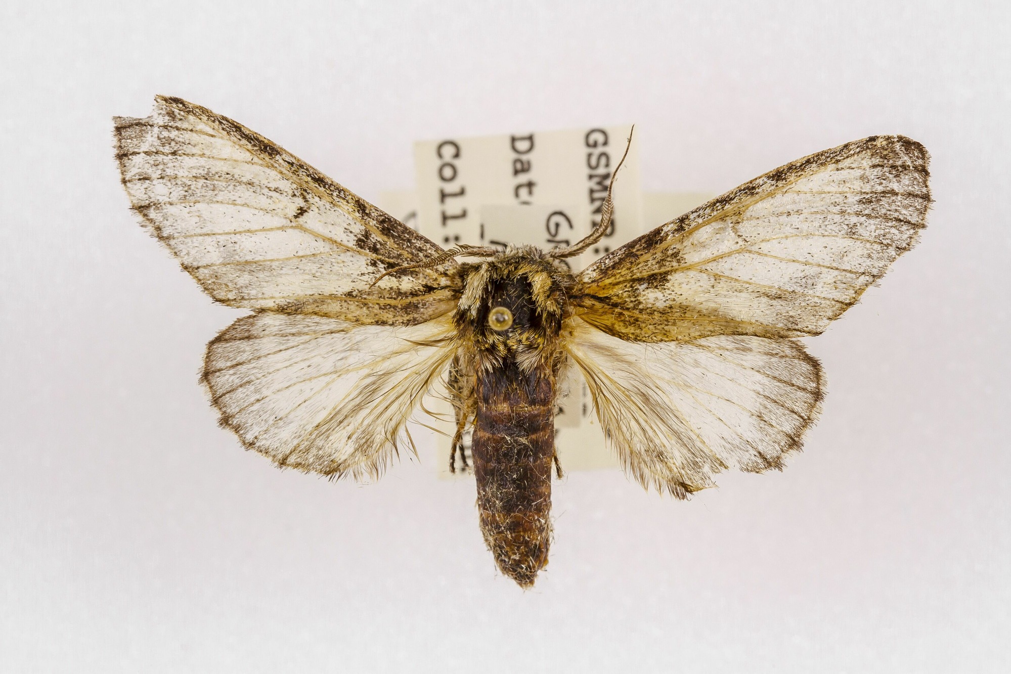 Image of Macrurocampa marthesia, a species of Animalia