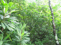 GRSM Accuracy Assessment. Plot Code: GRSM_AA_0530_3