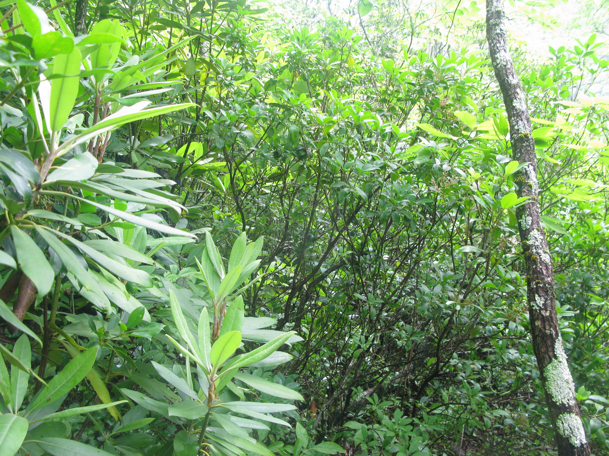 GRSM Accuracy Assessment. Plot Code: GRSM_AA_0530_3