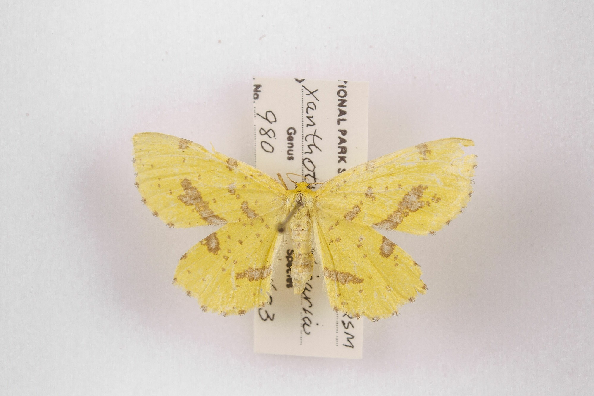 Image of Xanthotype urticaria, a species of Animalia