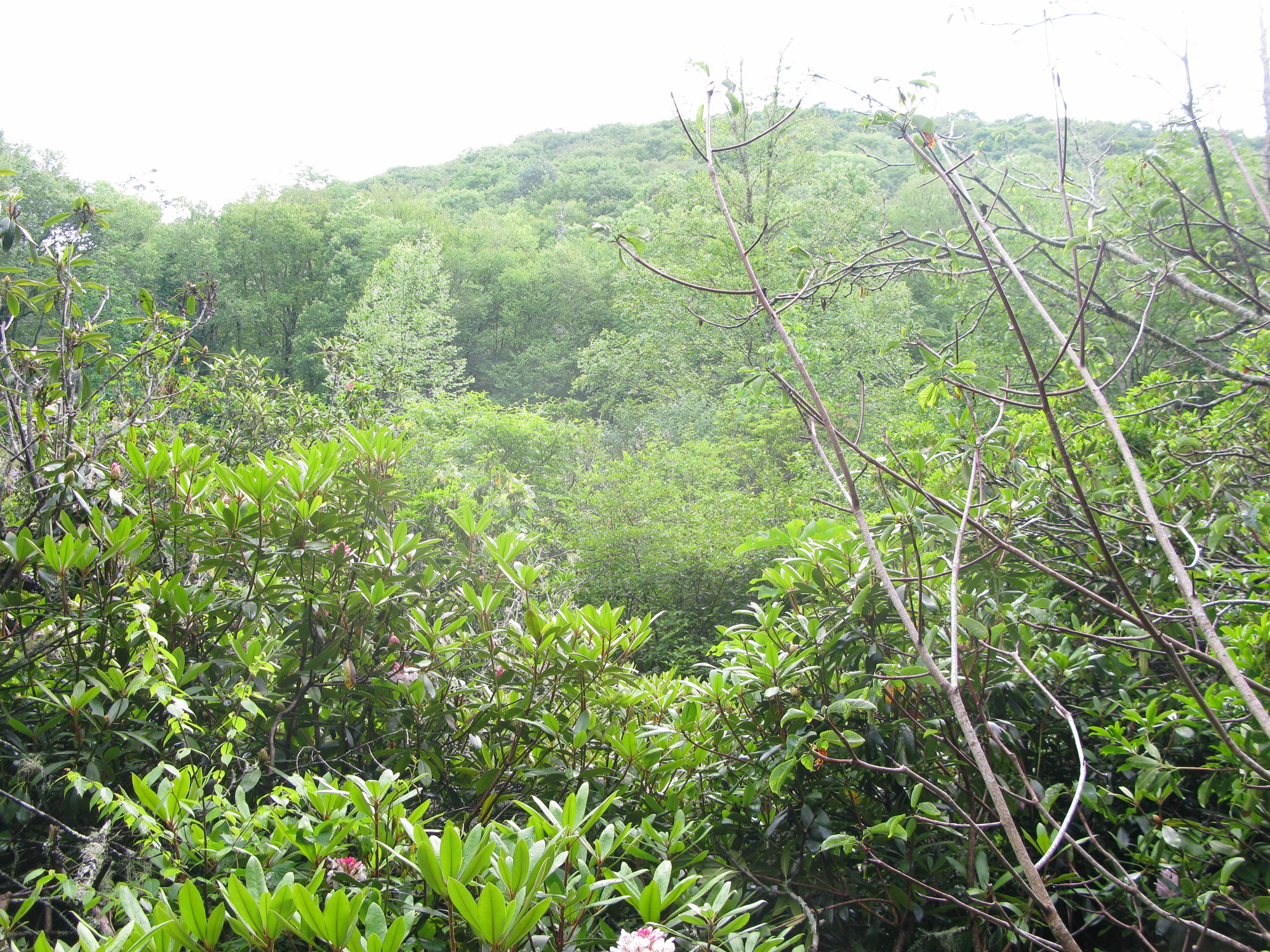 GRSM Accuracy Assessment. Plot Code: GRSM_AA_0740_3