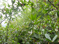 GRSM Accuracy Assessment. Plot Code: GRSM_AA_0311_6