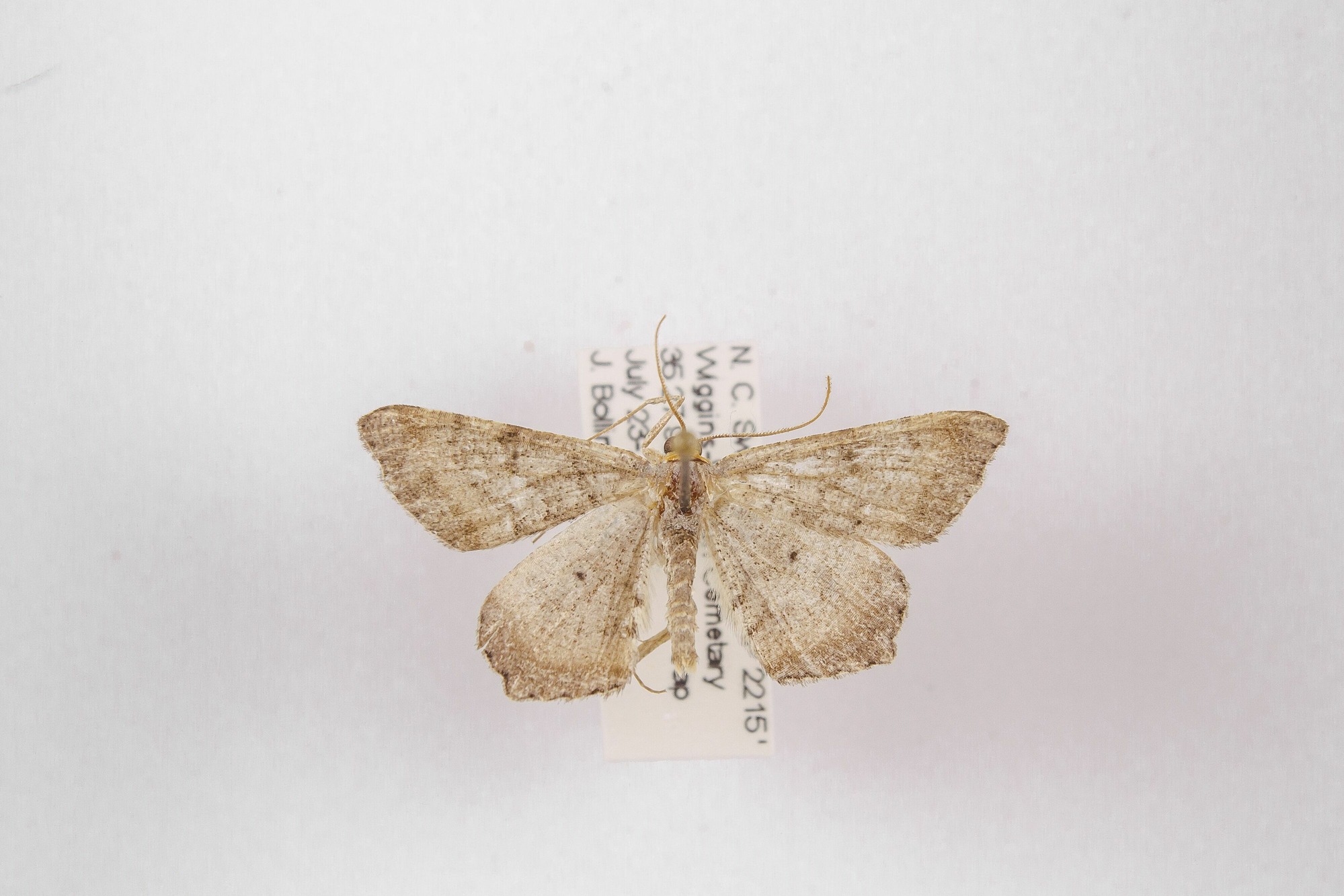 Image of Semiothisa transitaria, a species of Animalia