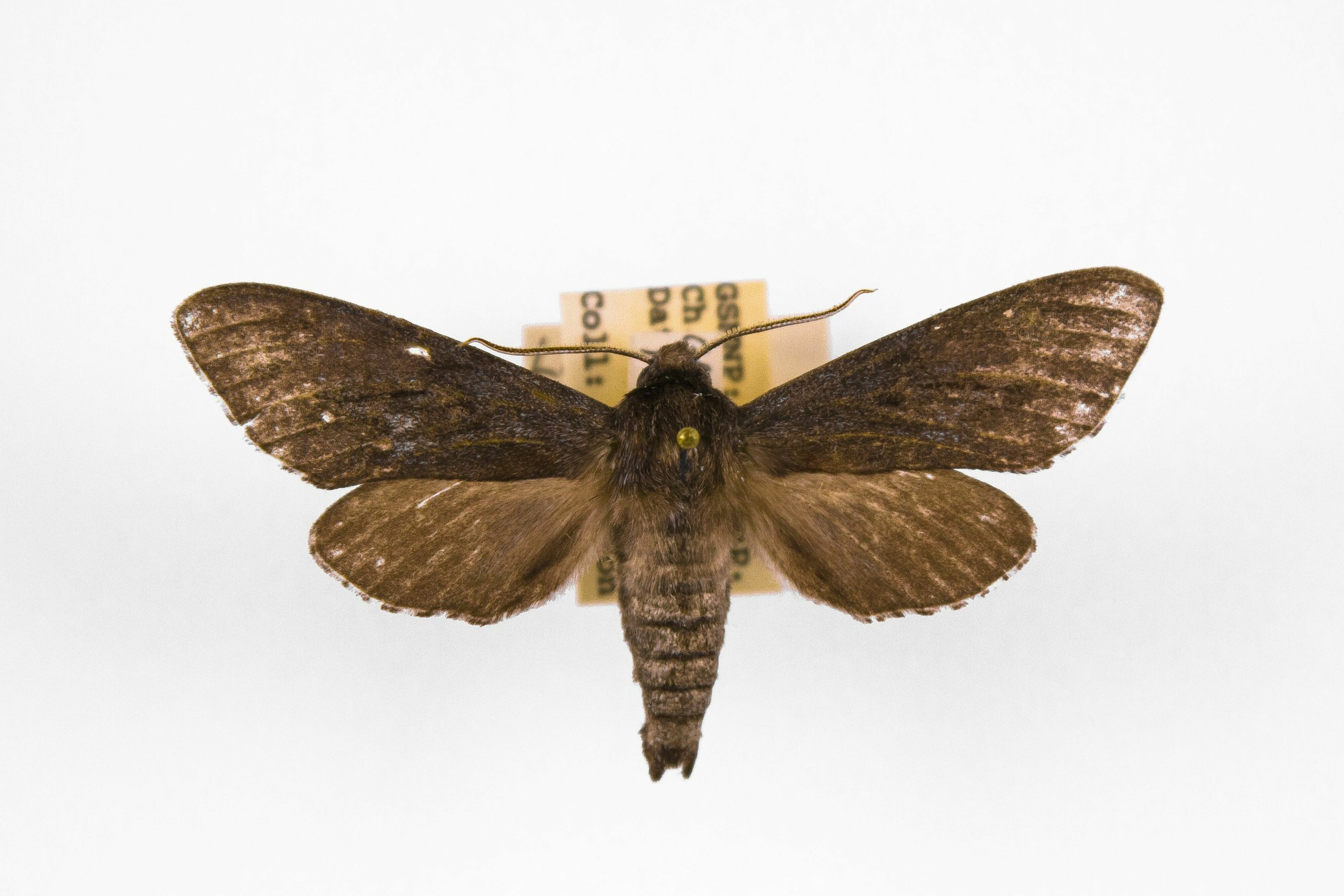 Image of Lapara coniferarum, a species of Insect