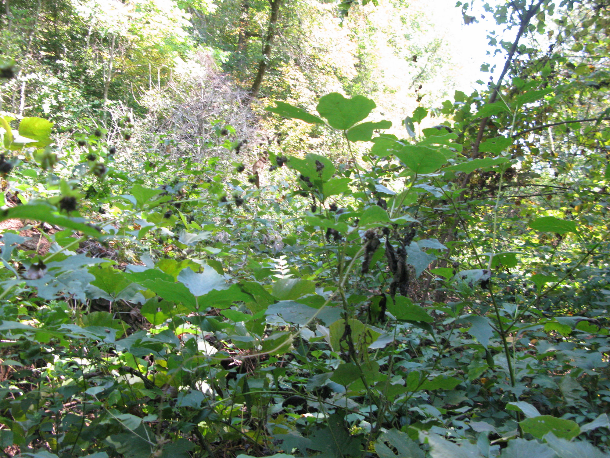 GRSM Accuracy Assessment. Plot Code: GRSM_AA_0060_3