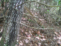 GRSM Accuracy Assessment. Plot Code: GRSM_AA_0058_3