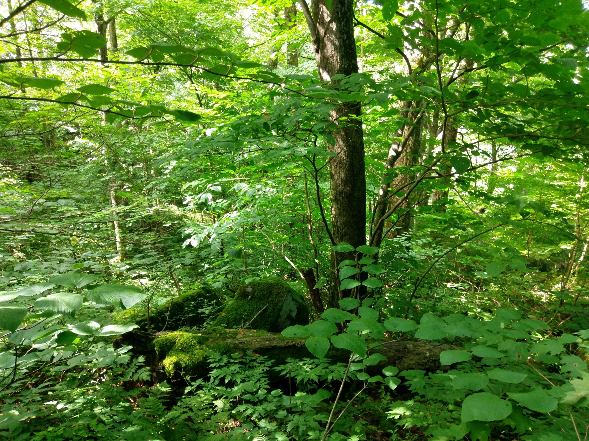 Plot Code: GRSM_AA_0457_2