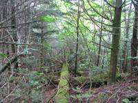 GRSM Accuracy Assessment. Plot Code: GRSM_AA_0275_3