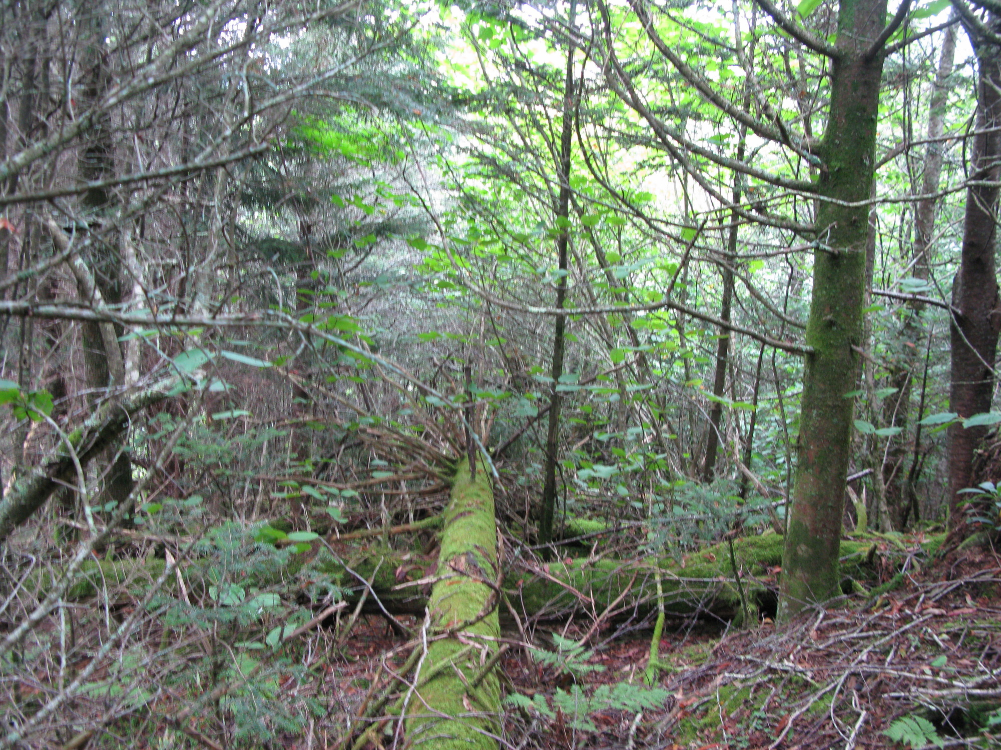 GRSM Accuracy Assessment. Plot Code: GRSM_AA_0275_3