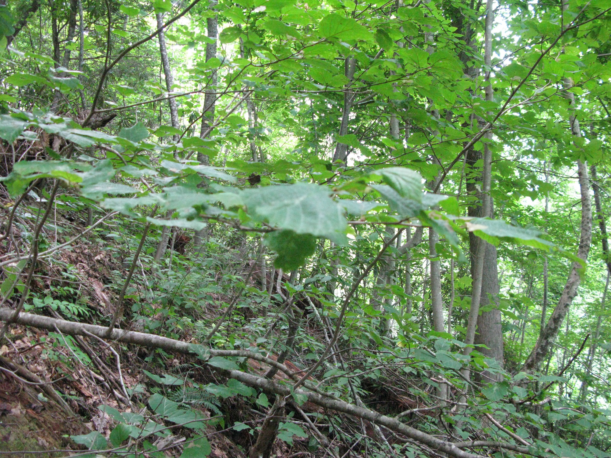 GRSM Accuracy Assessment. Plot Code: GRSM_AA_0836_2