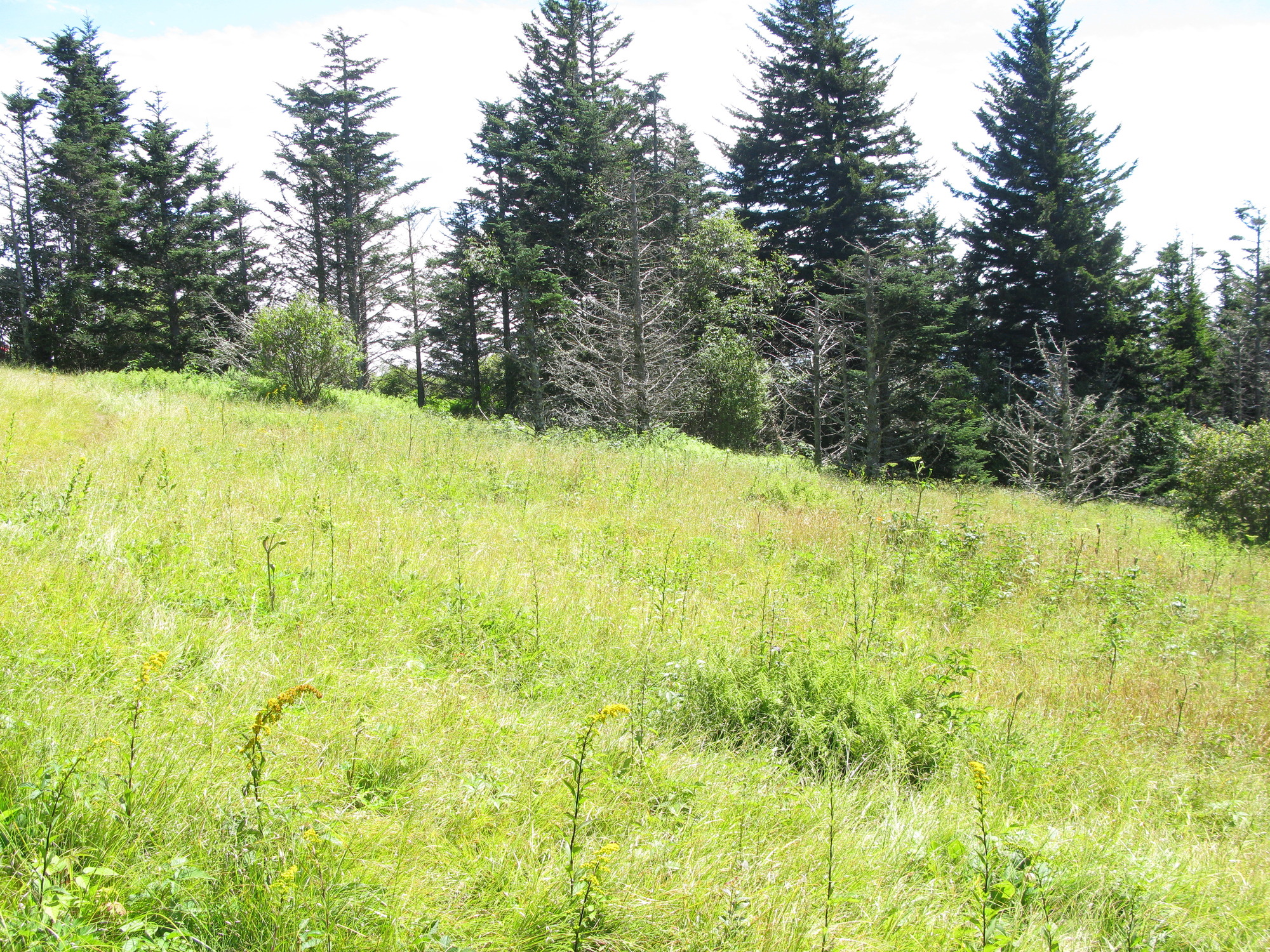 GRSM Accuracy Assessment. Plot Code: GRSM_AA_0307_4