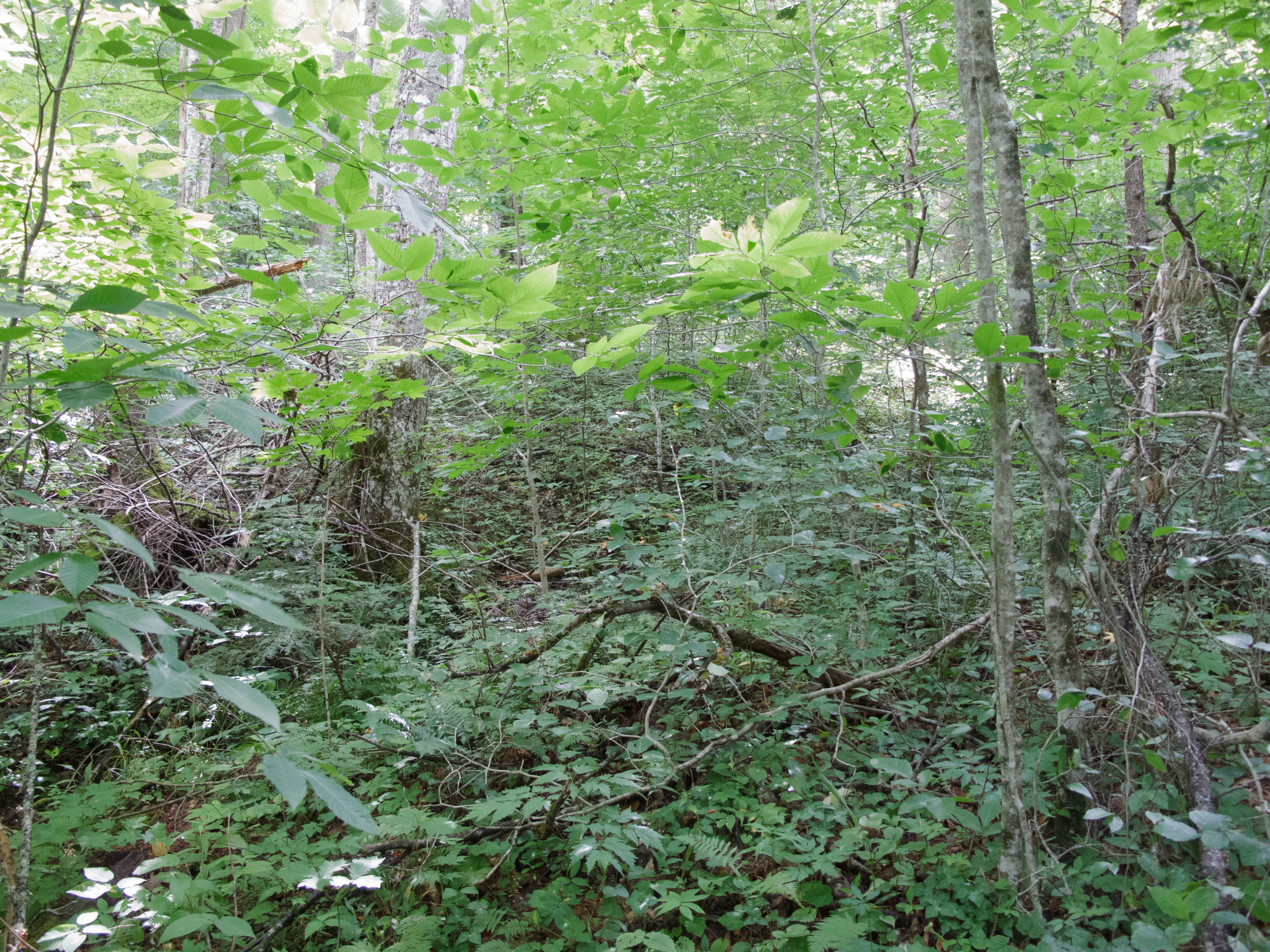 GRSM Accuracy Assessment. Plot Code: GRSM_AA_0925_5