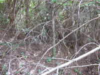 GRSM Accuracy Assessment. Plot Code: GRSM_AA_0410_3