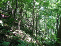 GRSM Accuracy Assessment. Plot Code: GRSM_AA_0204_2