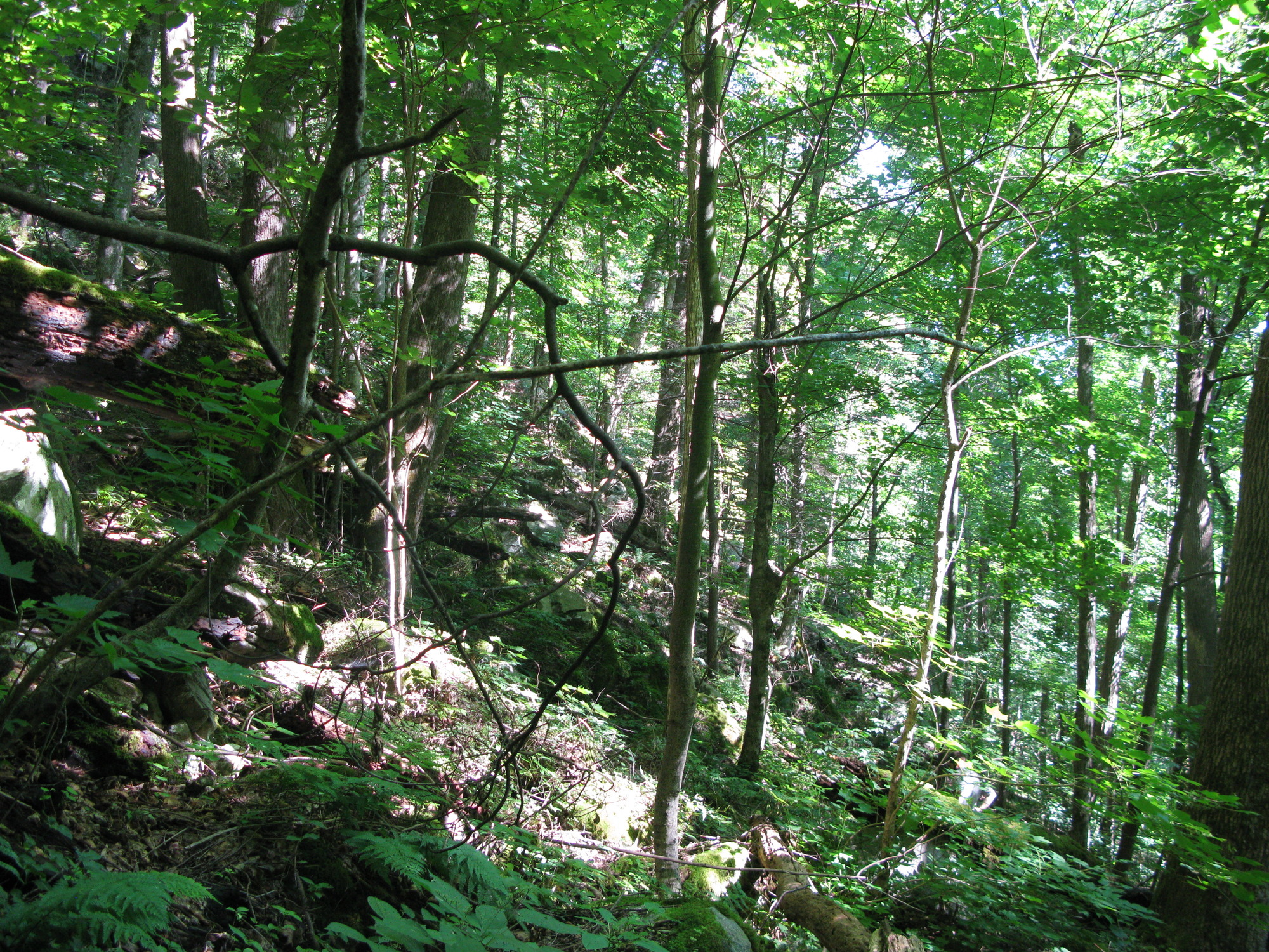 GRSM Accuracy Assessment. Plot Code: GRSM_AA_0204_2