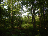 GRSM Accuracy Assessment. Plot Code: GRSM_AA_0712_2