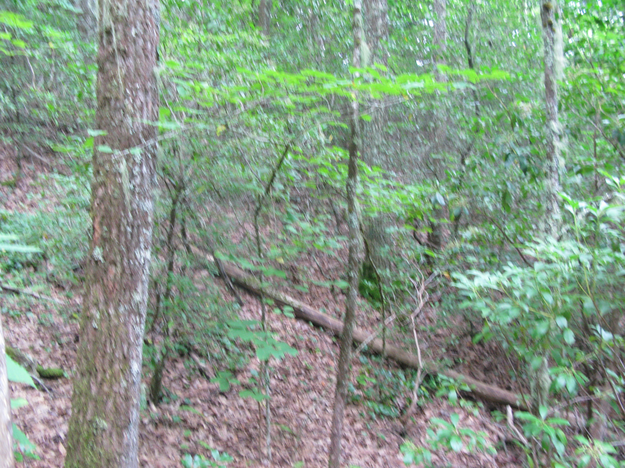 GRSM Accuracy Assessment. Plot Code: GRSM_AA_0050_4