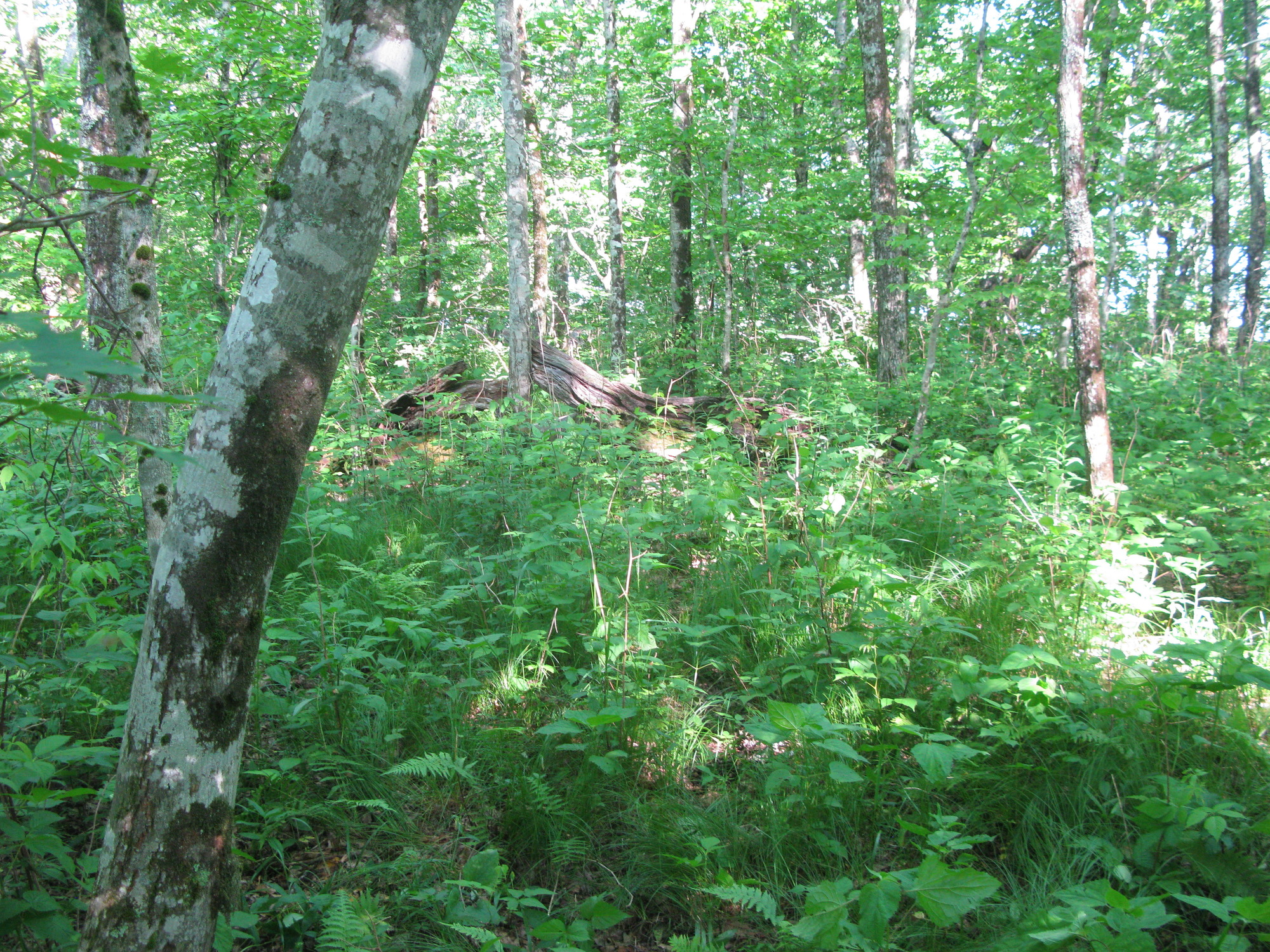 GRSM Accuracy Assessment. Plot Code: GRSM_AA_0438_6