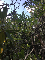 GRSM Accuracy Assessment. Plot Code: GRSM_AA_0315_4