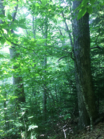 GRSM Accuracy Assessment. Plot Code: GRSM_AA_0132_6