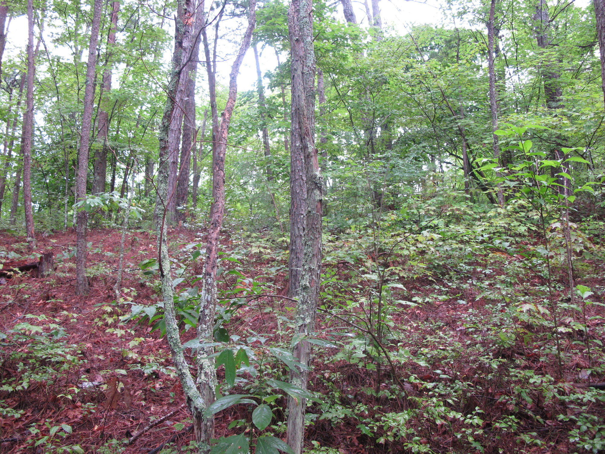 GRSM Accuracy Assessment. Plot Code: GRSM_AA_0397_2