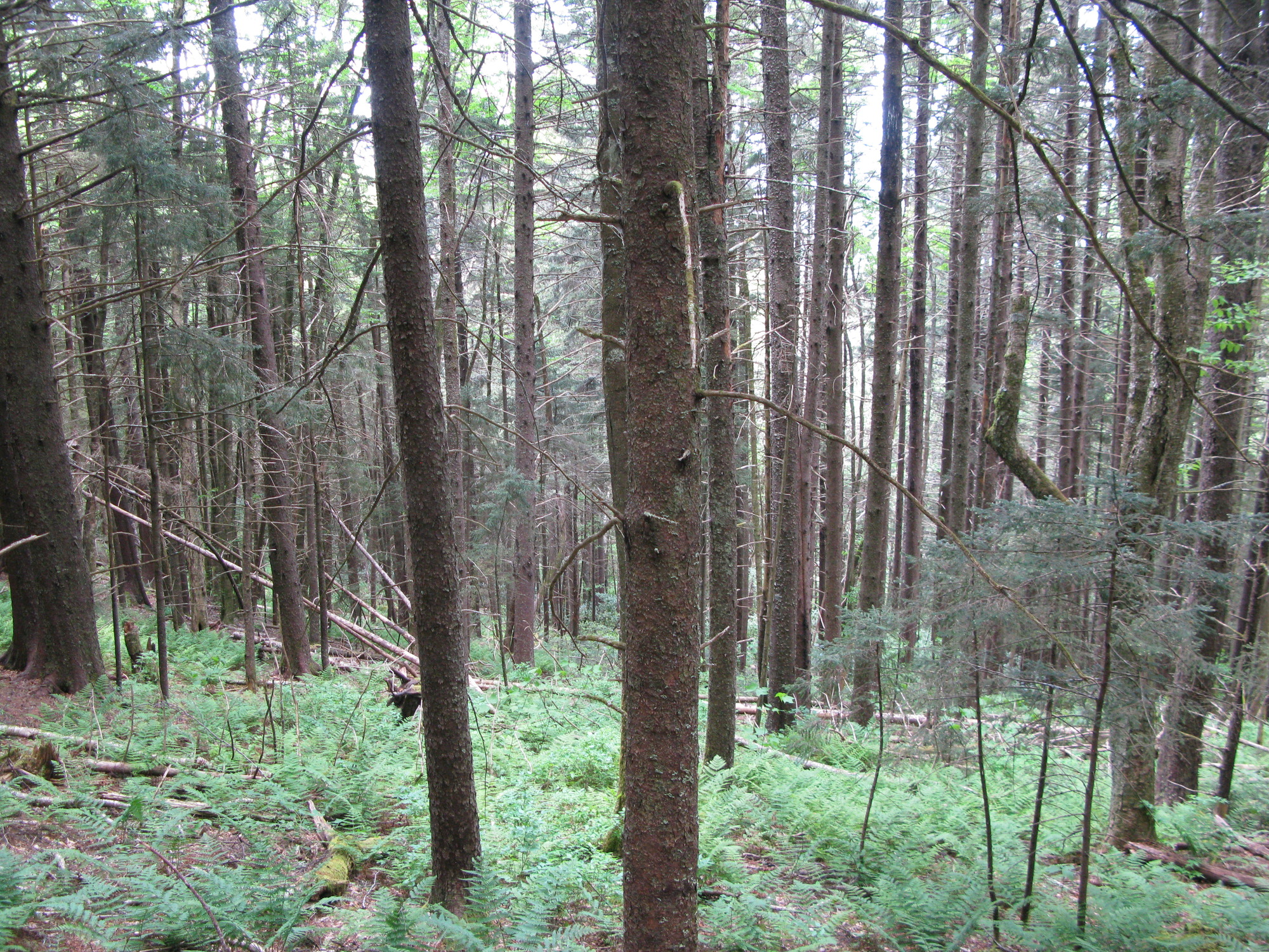 GRSM Accuracy Assessment. Plot Code: GRSM_AA_0965_3