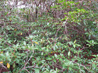 GRSM Accuracy Assessment. Plot Code: GRSM_AA_0121_2