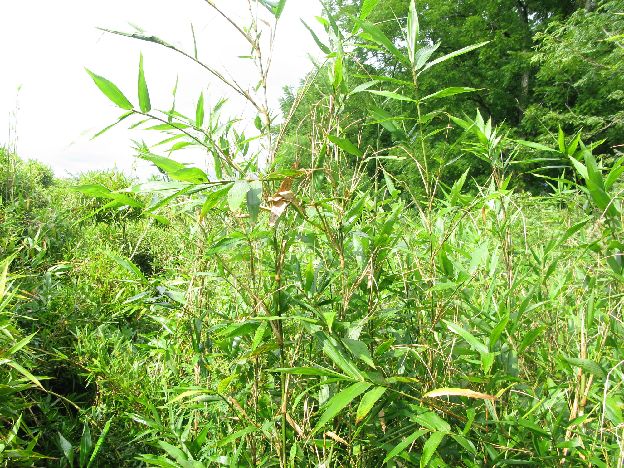 GRSM Accuracy Assessment. Plot Code: GRSM_AA_0636_5