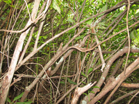 GRSM Accuracy Assessment. Plot Code: GRSM_AA_0880_3