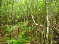 Plot Code: GRSM_AA_0396_2