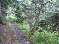 GRSM Accuracy Assessment. Plot Code: GRSM_AA_0156_3