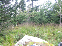 GRSM Accuracy Assessment. Plot Code: GRSM_AA_0781_2