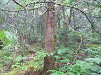 GRSM Accuracy Assessment. Plot Code: GRSM_AA_0962_2