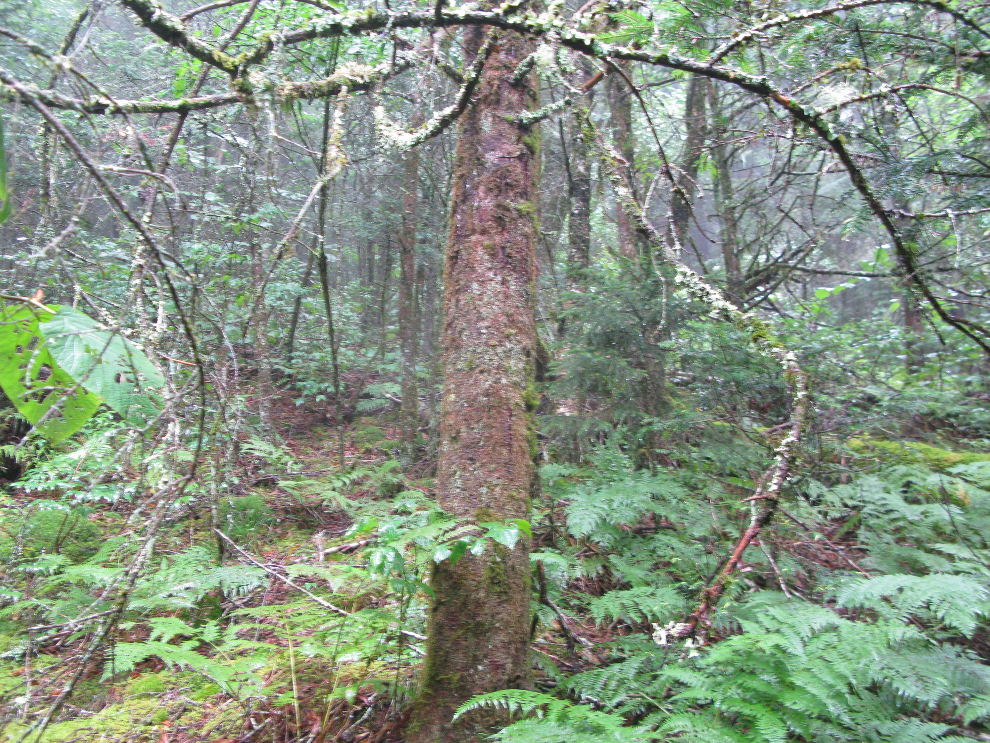 GRSM Accuracy Assessment. Plot Code: GRSM_AA_0962_2