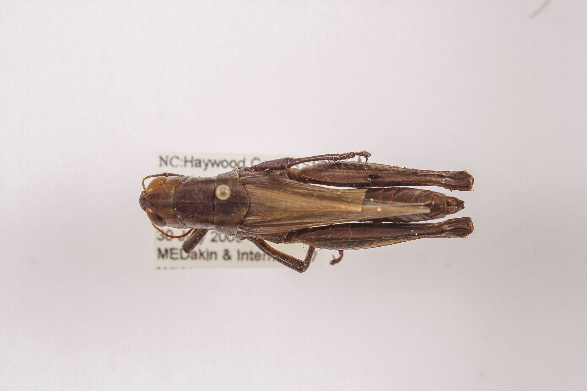 Image of Melanoplus bivittatus, a species of Animalia