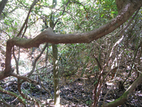 GRSM Accuracy Assessment. Plot Code: GRSM_AA_0130_3