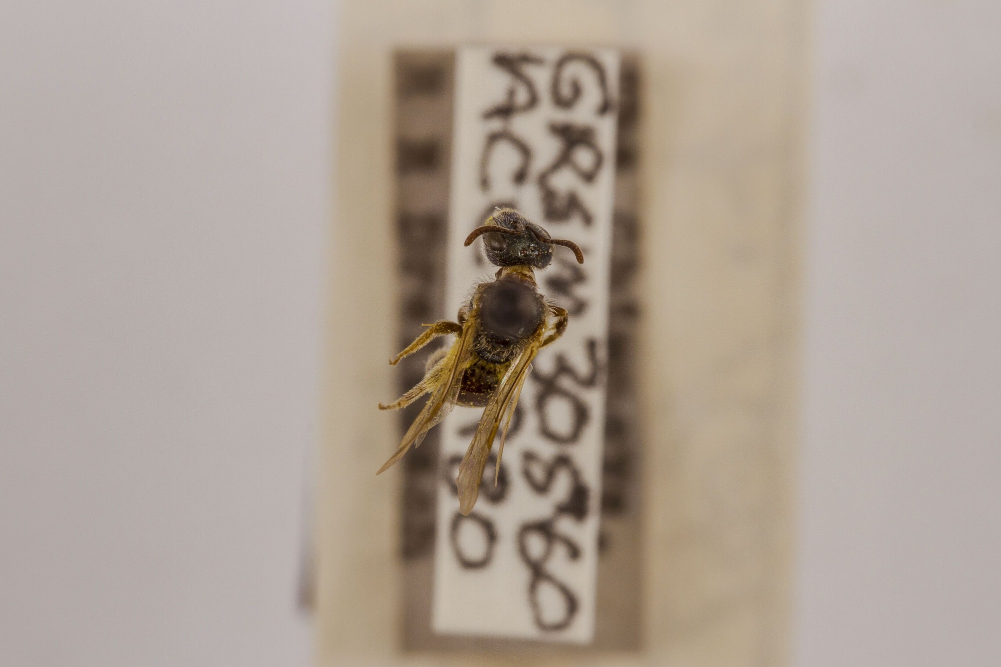 Image of Lasioglossum zephyrum, a species of Animalia