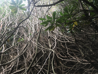 GRSM Accuracy Assessment. Plot Code: GRSM_AA_0406_5