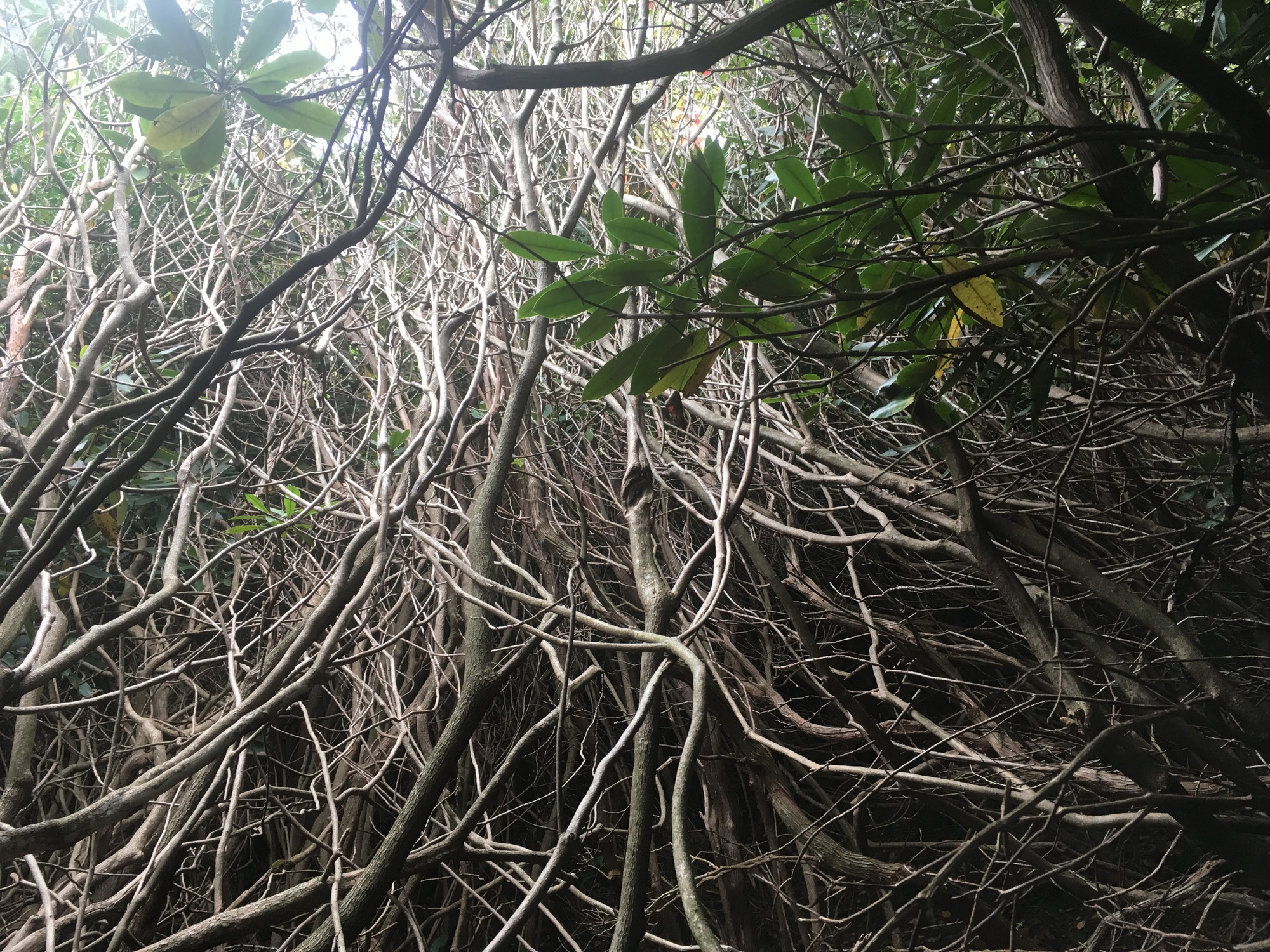 GRSM Accuracy Assessment. Plot Code: GRSM_AA_0406_5