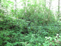 GRSM Accuracy Assessment. Plot Code: GRSM_AA_0283_5