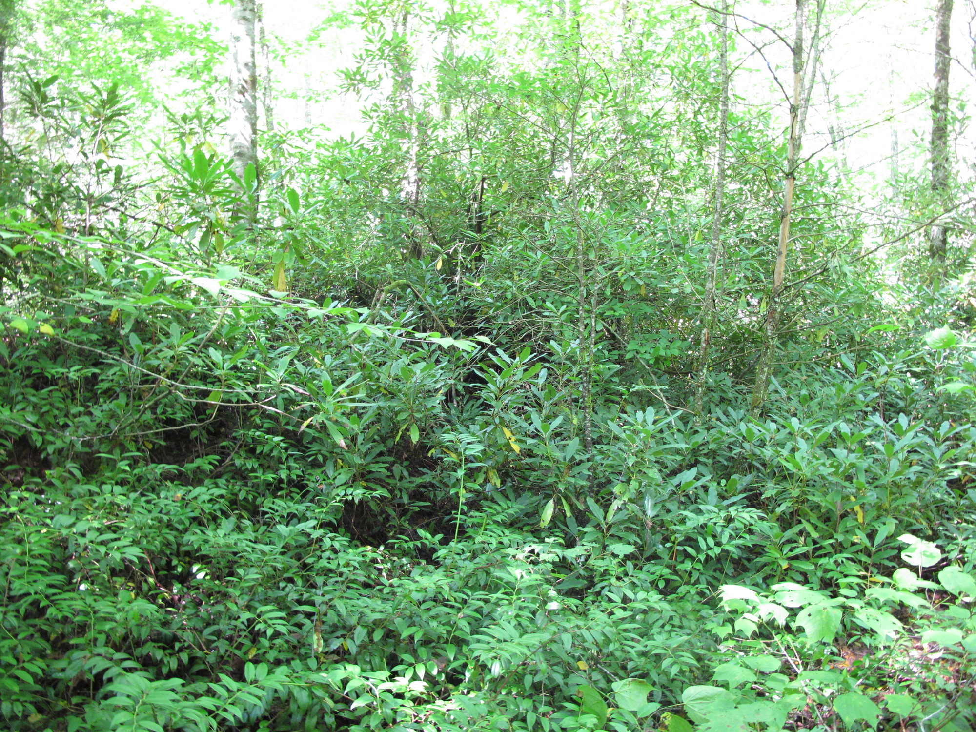 GRSM Accuracy Assessment. Plot Code: GRSM_AA_0283_5