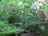 GRSM Accuracy Assessment. Plot Code: GRSM_AA_0917_6